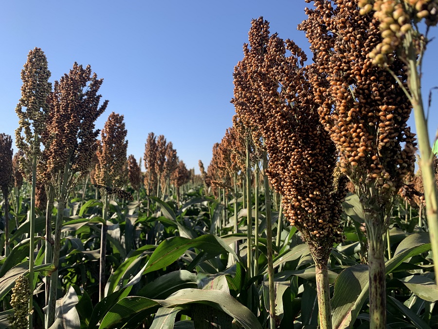 Seminário aborda Sorgo: alimento e energia na nova matriz de produção nacional de grãos